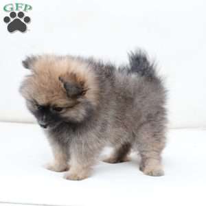Prince, Pomeranian Puppy