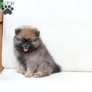 Prince, Pomeranian Puppy