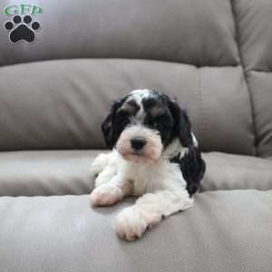 Daisy, Cavapoo Puppy