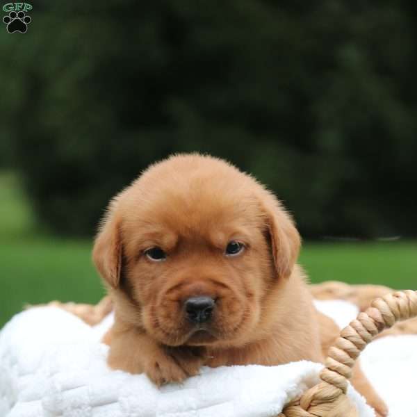 Bronco, Fox Red Labrador Retriever Puppy