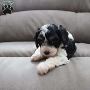Daisy, Cavapoo Puppy