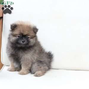 Prince, Pomeranian Puppy