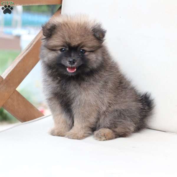 Prince, Pomeranian Puppy