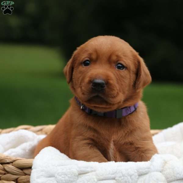 Becca, Fox Red Labrador Retriever Puppy