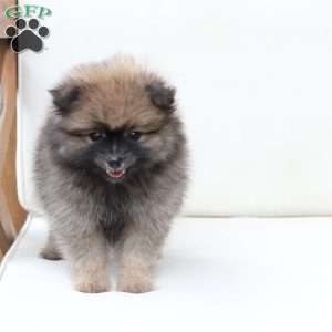 Prince, Pomeranian Puppy