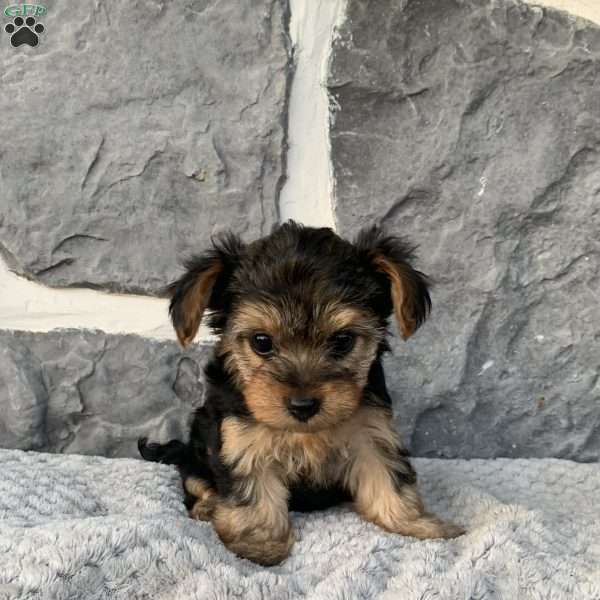 Rose, Yorkie Poo Puppy