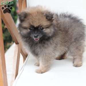 Prince, Pomeranian Puppy
