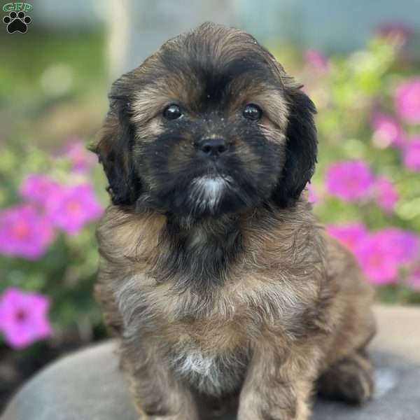 Lola, Cava-Tzu Puppy
