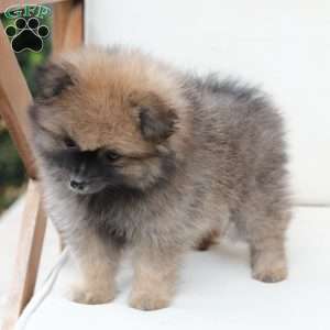 Prince, Pomeranian Puppy
