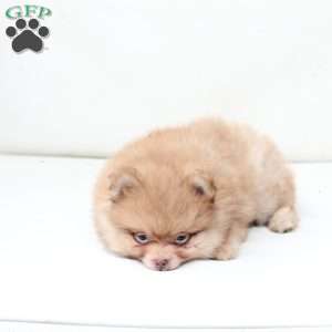 Ollie, Pomeranian Puppy