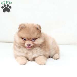 Ollie, Pomeranian Puppy