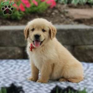Abby, Golden Retriever Puppy