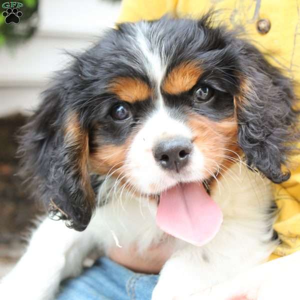 Chief, Cavalier King Charles Spaniel Puppy
