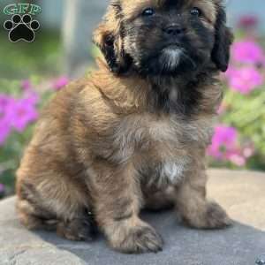 Lola, Cava-Tzu Puppy