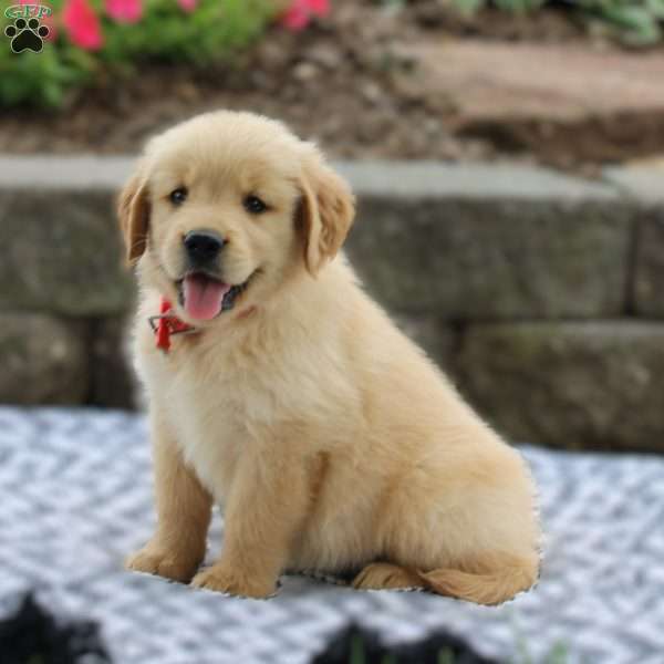 Abby, Golden Retriever Puppy