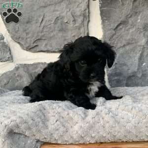 Ricky, Yorkie Poo Puppy