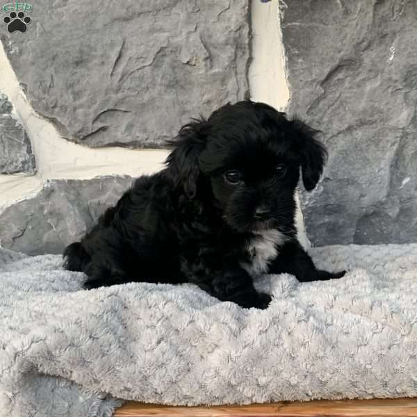 Ricky, Yorkie Poo Puppy