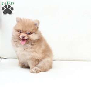 Ollie, Pomeranian Puppy