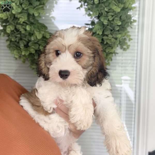 Mickey, Cavachon Puppy