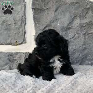 Ricky, Yorkie Poo Puppy