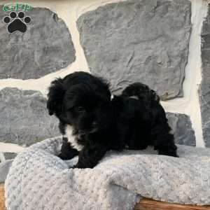 Ricky, Yorkie Poo Puppy