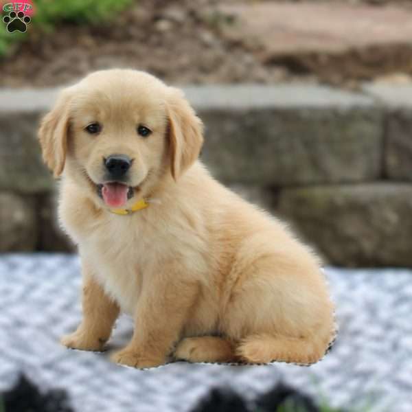 Auburn, Golden Retriever Puppy