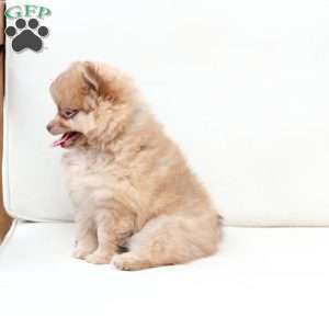 Ollie, Pomeranian Puppy