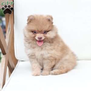 Ollie, Pomeranian Puppy