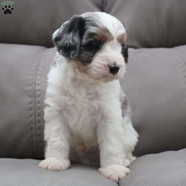 Beau, Cavapoo Puppy