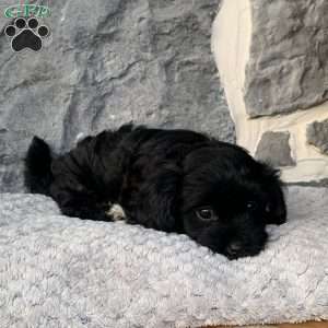 Ricky, Yorkie Poo Puppy