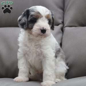 Beau, Cavapoo Puppy