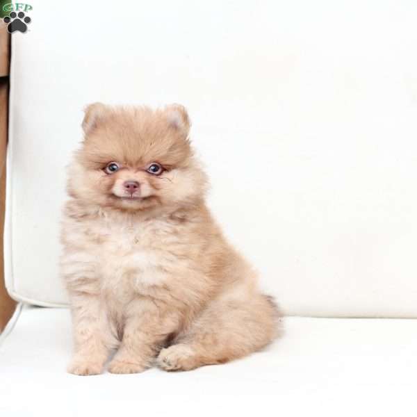 Ollie, Pomeranian Puppy