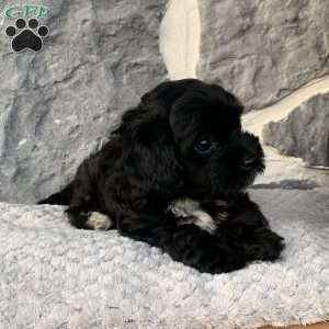 Ricky, Yorkie Poo Puppy