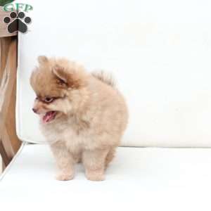Ollie, Pomeranian Puppy