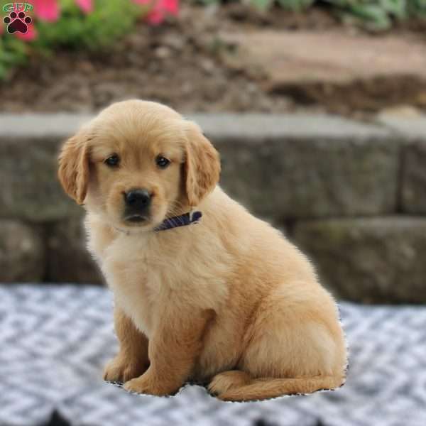 Aurora, Golden Retriever Puppy