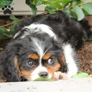 Chief, Cavalier King Charles Spaniel Puppy