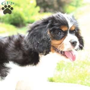 Chief, Cavalier King Charles Spaniel Puppy
