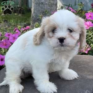 Luke, Cava-Tzu Puppy