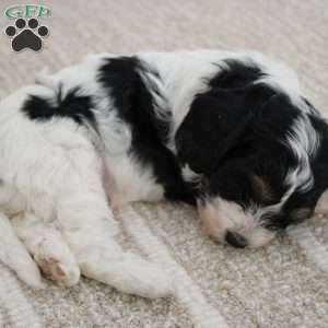 Daisy, Cavapoo Puppy