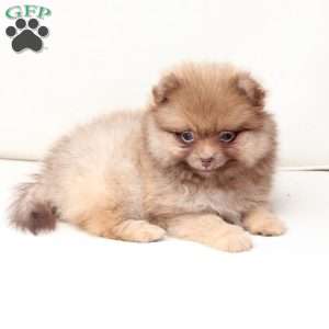 Dolly, Pomeranian Puppy