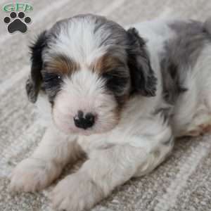 Beau, Cavapoo Puppy