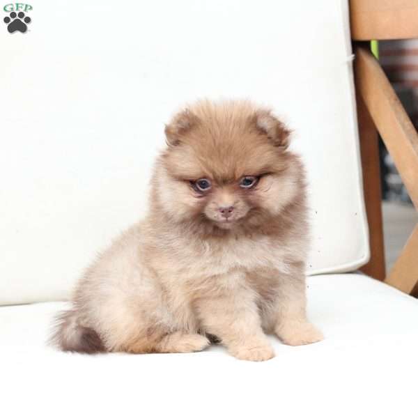 Dolly, Pomeranian Puppy