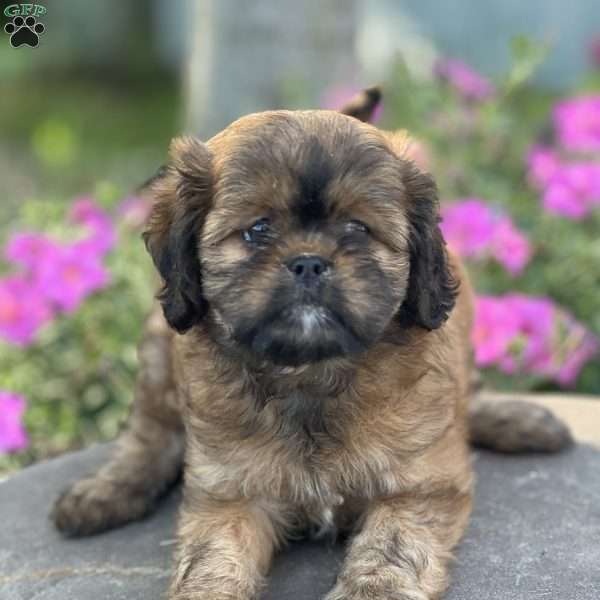 Lance, Cava-Tzu Puppy