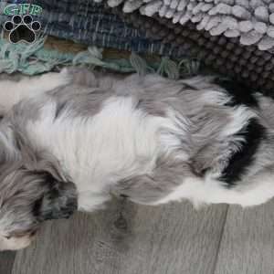 Beau, Cavapoo Puppy