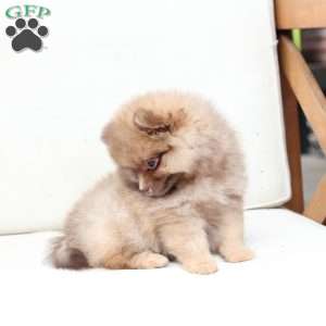Dolly, Pomeranian Puppy