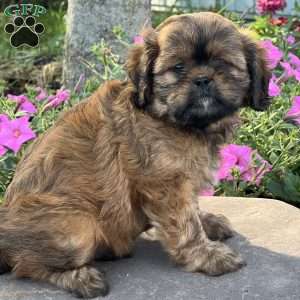 Lance, Cava-Tzu Puppy