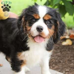 Casper, Cavalier King Charles Spaniel Puppy