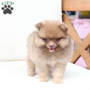 Dolly, Pomeranian Puppy