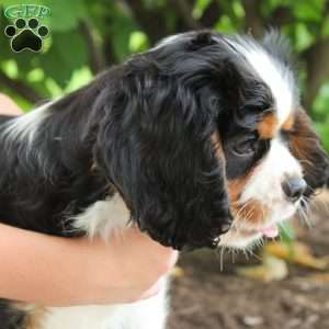 Casper, Cavalier King Charles Spaniel Puppy