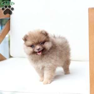 Dolly, Pomeranian Puppy